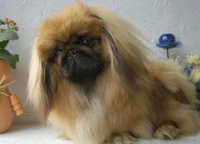 Raza Pekinés. Fotos de perros Pekinés
