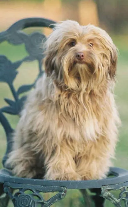 Raza Pequeño Perro León. Fotos de perros Pequeño Perro León