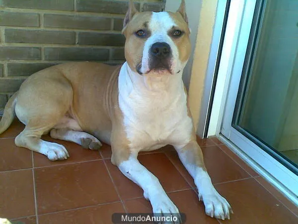 Raza de Perro , American Stanford Terrier - Taringa! Raza de Perro , American Stanford Terrier - Taringa!