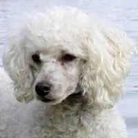 Raza de Perro Fresh Poodle o Caniche.
