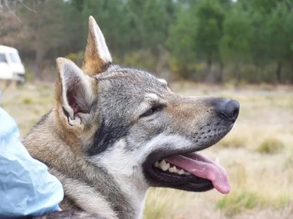 Raza Perro Lobo de Checoslovaquia. Fotos del perro Lobo de ... Raza Perro Lobo de Checoslovaquia. Fotos del perro Lobo de ...