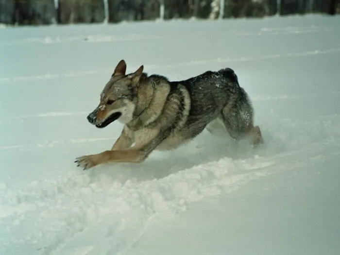 Raza Perro Lobo de Checoslovaquia. Fotos del perro Lobo de ... Raza Perro Lobo de Checoslovaquia. Fotos del perro Lobo de ...