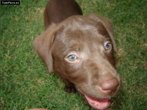 Razas de perros con ojos azules - Imagui