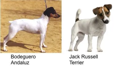 Que raza es el perro de La pelicula de lA mascara - Imagui