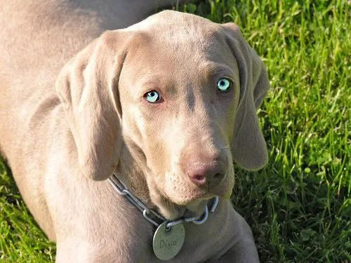 que raza es este perro?? | Yahoo Respuestas que raza es este perro?? | Yahoo Respuestas