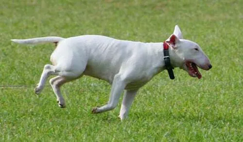Raza de perros Bull Terrier Inglés