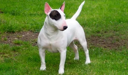 Raza de perros Bull Terrier Inglés