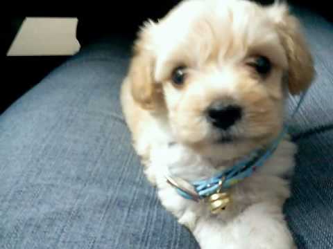 Raza de perro chiquitos y peludos - Imagui