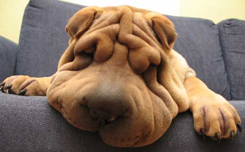 La raza de perros de la semana: el Shar Pei - e-Shopmarket