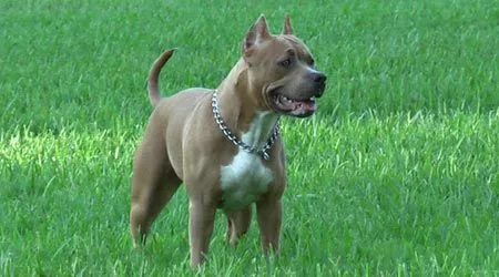 Raza Pit Bull. Fotos de perros Pit Bull