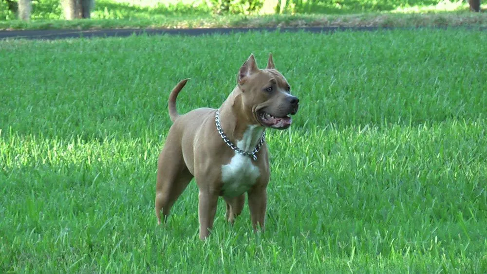 Raza Pit Bull. Fotos de perros Pit Bull Raza Pit Bull. Fotos de perros Pit Bull