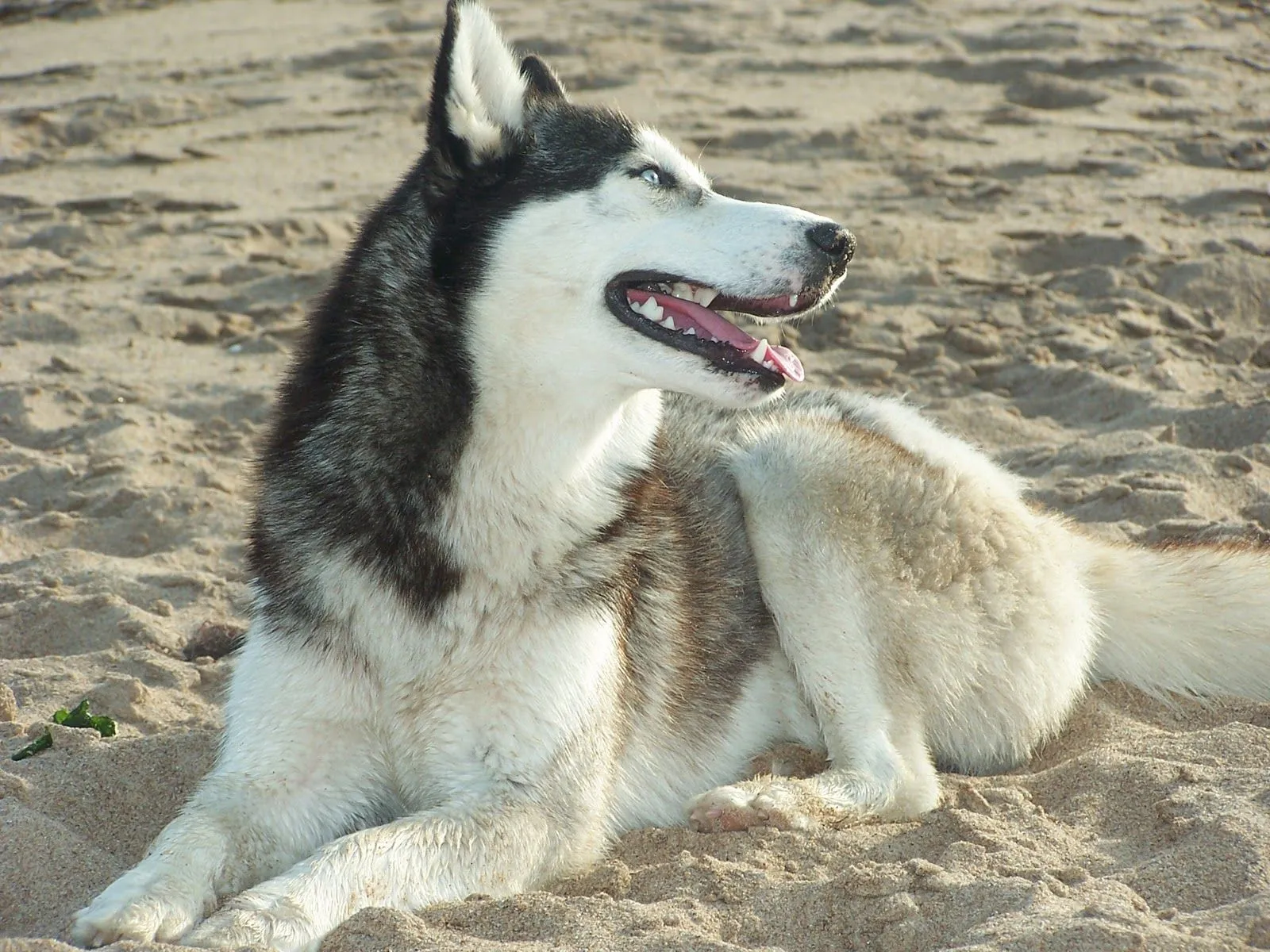 Esta raza presenta un acusado parecido con el lobo: De mediano tamaño ... Esta raza presenta un acusado parecido con el lobo: De mediano tamaño ...