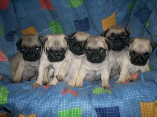 Raza pug bebé - Imagui