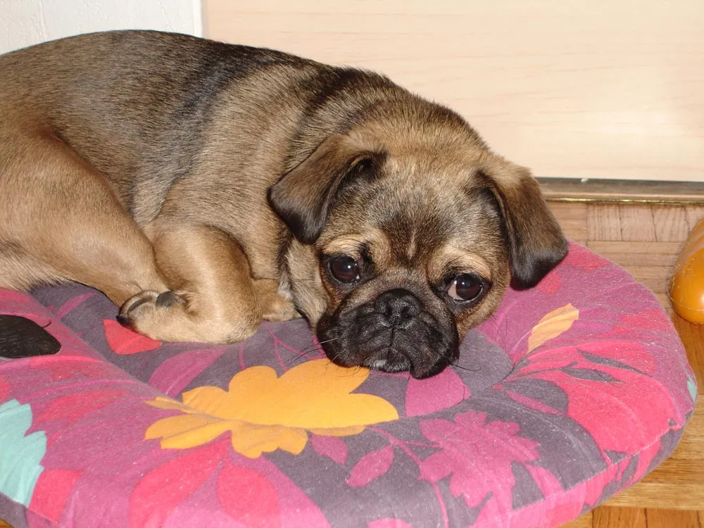 Raza Pug. Fotos de perros Pug
