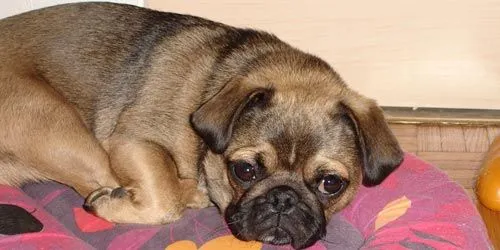Raza Pug. Fotos de perros Pug