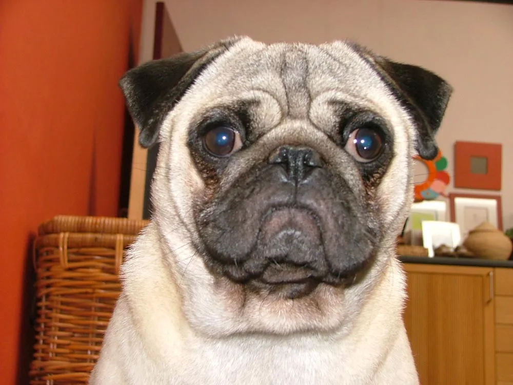 Raza Pug. Fotos de perros Pug