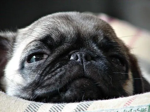 Raza Pug/Carlino - Taringa!
