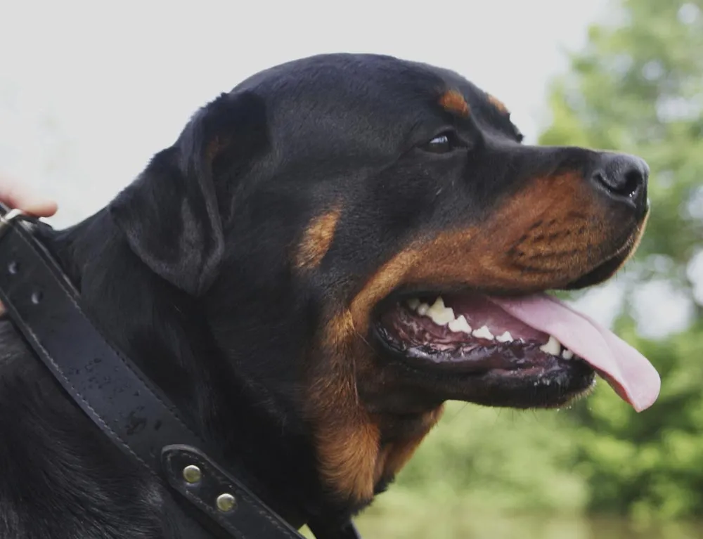 Raza Rottweiler. Fotos de perros Rottweiler