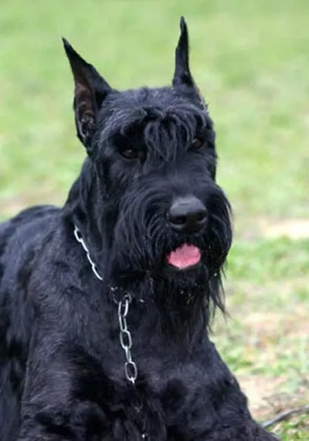 Raza Schnauzer gigante. Fotos de perros Schnauzer gigante