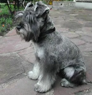 Raza Schnauzer miniatura. Fotos de perros Schnauzer miniatura Raza Schnauzer miniatura. Fotos de perros Schnauzer miniatura