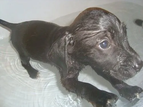 Que raza puede ser? - (Mestizos - Sin raza) | Perros.com Que raza puede ser? - (Mestizos - Sin raza) | Perros.com