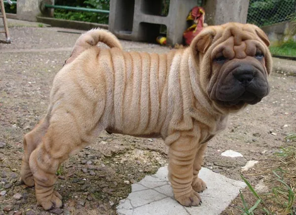 Raza Shar Pei. Fotos de perros Shar Pei