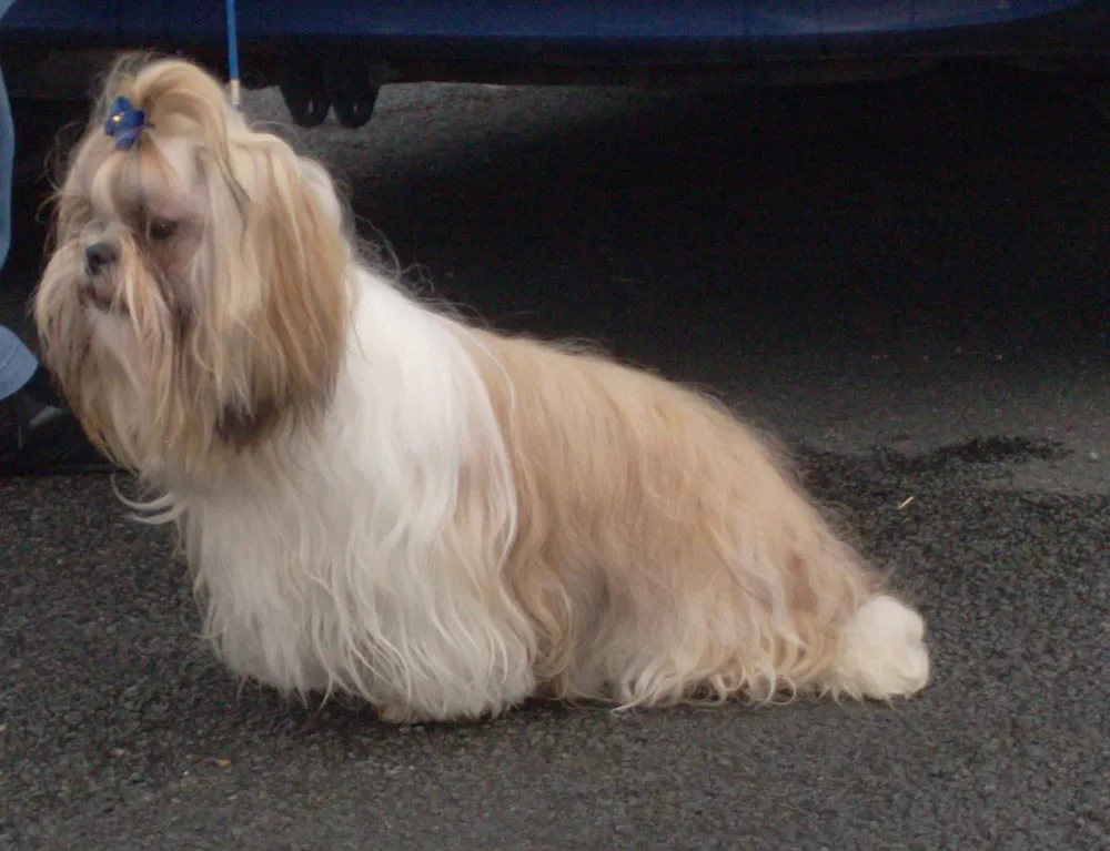 Raza Shih Tzu. Fotos de perros Shih Tzu