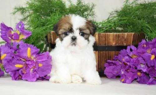 Raza: Shih Tzu | Perros