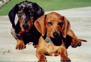 raza teckel perros salchicha origen e historia del perro