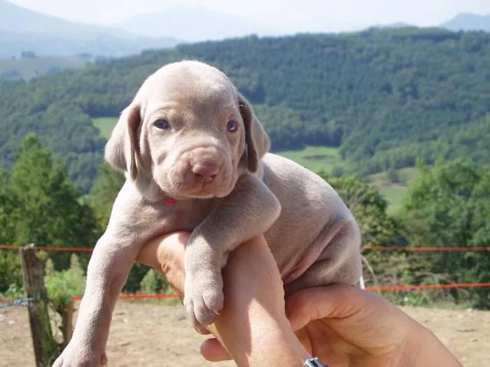 Raza Weimaraner. Fotos de perros Weimaraner Raza Weimaraner. Fotos de perros Weimaraner