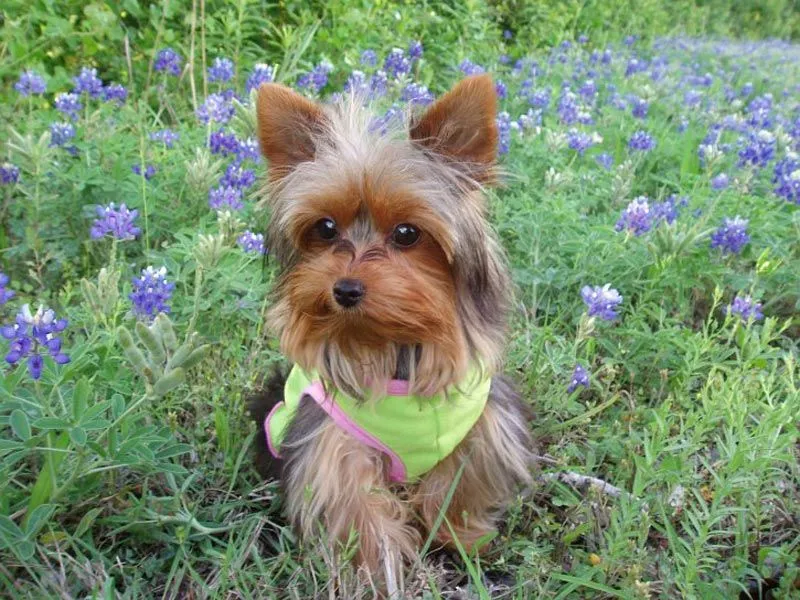 Raza Yorkshire Terrier. Fotos de perros Yorkshire Terrier Raza Yorkshire Terrier. Fotos de perros Yorkshire Terrier