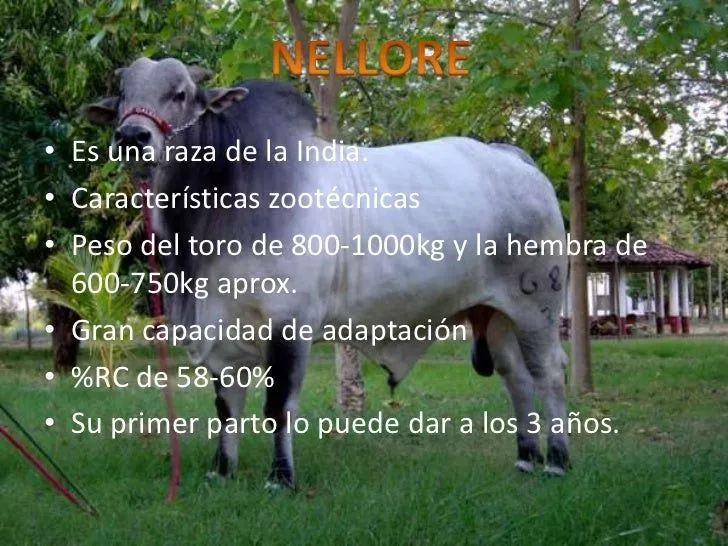 Razas Bos Indicus y Bos taurus