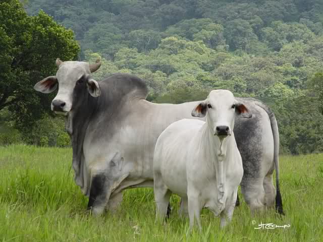 RAZAS BOVINAS : GANADO CEBU