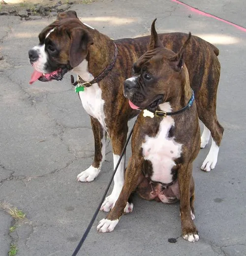 Razas: Boxer | Todo sobre perros | Razas de perros | Juegos para ... Razas: Boxer | Todo sobre perros | Razas de perros | Juegos para ...