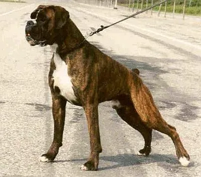 Razas: Boxer | Todo sobre perros | Razas de perros | Juegos para ... Razas: Boxer | Todo sobre perros | Razas de perros | Juegos para ...