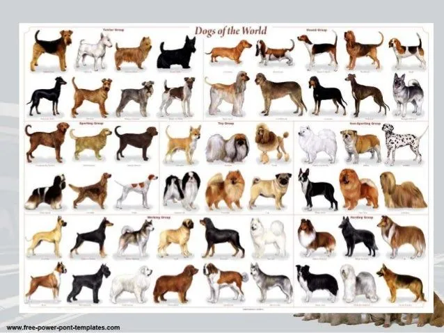 razas-caninas-2-2-638.jpg?cb= ...