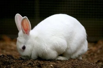 Las diferentes razas de conejo | Cuidar de tu mascota es ...