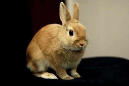 Las diferentes razas de conejo | Cuidar de tu mascota es ...