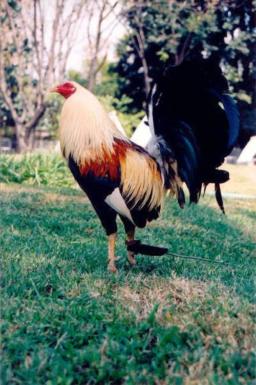 RAZAS | CONOZCA TODO LO RELACIONADO CON LOS GALLOS DE COMBATE RAZAS | CONOZCA TODO LO RELACIONADO CON LOS GALLOS DE COMBATE