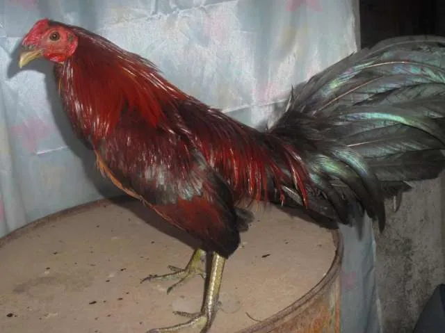 Gallos finos de raza padrones-reproductores y crias 100 ...