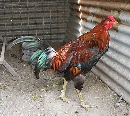 RAZAS DE GALLOS - FOTOS DE RAZAS DE GALLOS Y ARMAS RAZAS DE GALLOS - FOTOS DE RAZAS DE GALLOS Y ARMAS