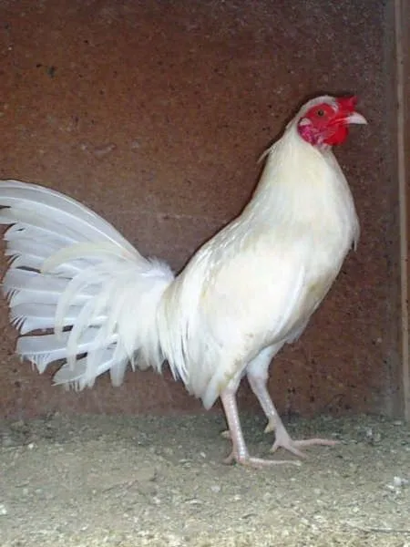 RAZAS DE GALLOS - RAZA IRLANDESA