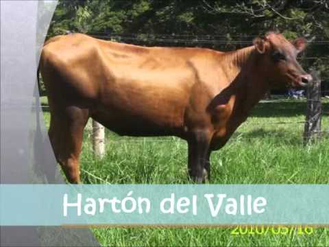 Razas de ganado Bovino - YouTube