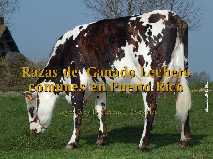 Razas De Ganado Lechero