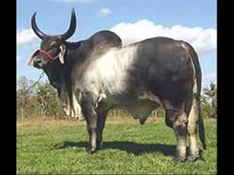 razas de ganado - YouTube