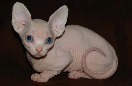 Diferentes razas de gato egipcio con o sin pelo - Gatos egipcios ... Diferentes razas de gato egipcio con o sin pelo - Gatos egipcios ...