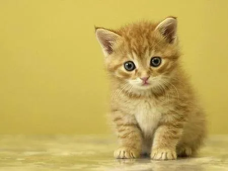 Gatos angoras bebés - Imagui