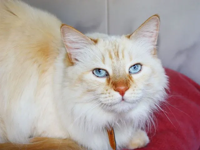 Razas de Gatos: Angora turco - Mascotas Foyel Razas de Gatos: Angora turco - Mascotas Foyel