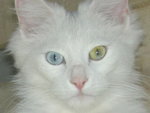 Razas de Gatos: Angora turco - Mascotas Foyel