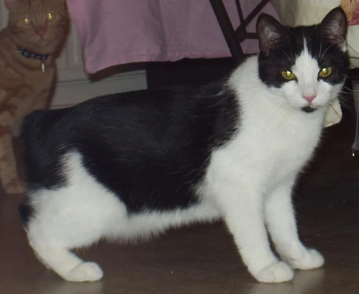 Razas de gatos Archives - Mascot House